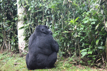 Volcanoes Bwindi Lodge: Gorilla mit breiten Schultern