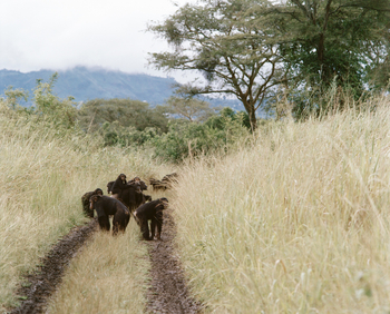 Volcanoes Kyambura Gorge Lodge: Chimps on the road