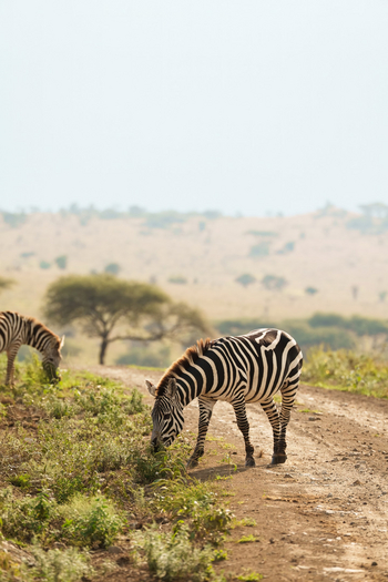 Warangi Ridge: Zebra auf der Piste