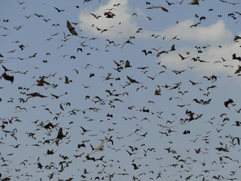 Wasa Lodge: Flughundschar