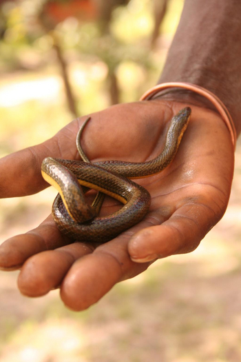 Wasa Lodge: Ungiftige Schlange