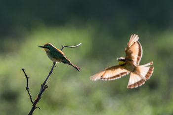 Wilderness Usawa Serengeti Camp: Bienenfresser