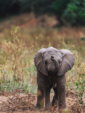 Anabezi Luxury Tented Camp: Elefantenbaby