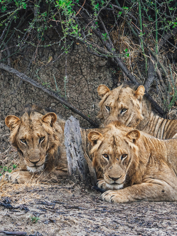 Anabezi Luxury Tented Camp: Löwengruppe