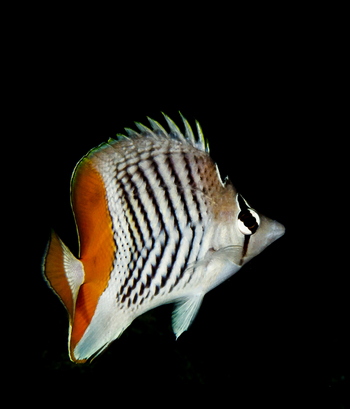 Astove Coral House: Madagaskar-Winkelfalterfisch