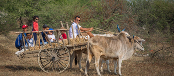 Bamboo Forest Safari Lodge: Fahrt im Ochsenkarren