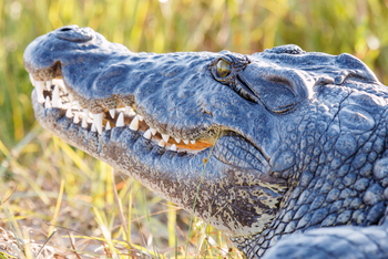 Belmond Eagle Island Lodge: Krokodil im Profil