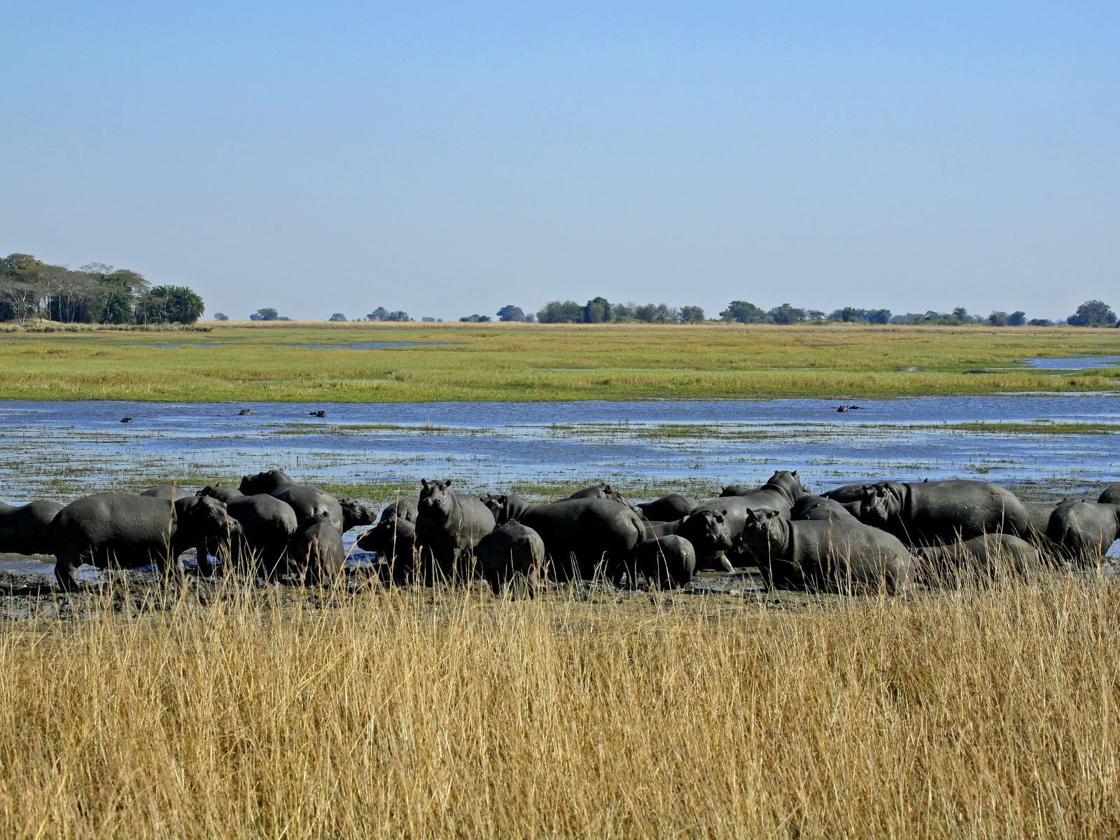 Busanga Bush Camp Busanga Bush Camp: Nilpferde im Sumpf