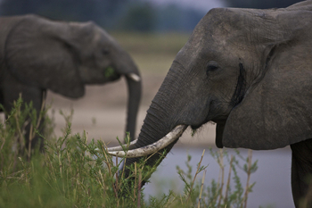 Bushcamp Company: Elefanten