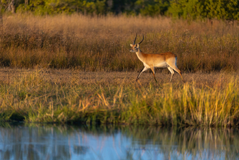 Camp Khwai: Rote Moorantilope
