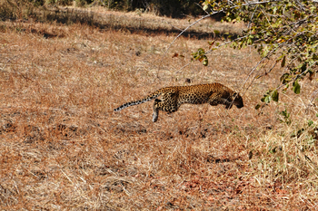 Chikunto Safari Lodge Chikunto Safari Lodge: Leopard