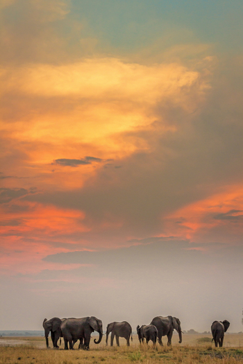 Chobe Game Lodge: Abend