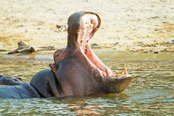 Chobe Savanna Lodge: Nilpferdrachen