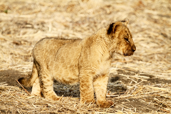 Tusk and Mane Safaris Tusk and Mane Safaris: Löwenbaby