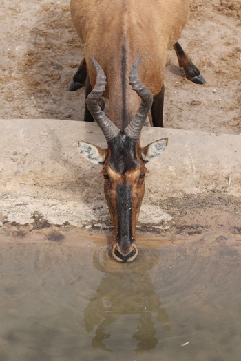 Dolomite Camp: Tsessebekopf