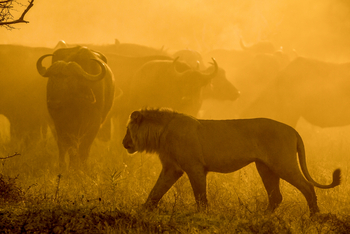 Duba Plains Camp: Löwenjagd