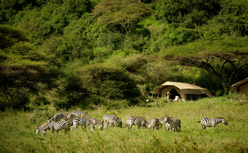 Esirai Camp: Zebras vor dem Südcamp