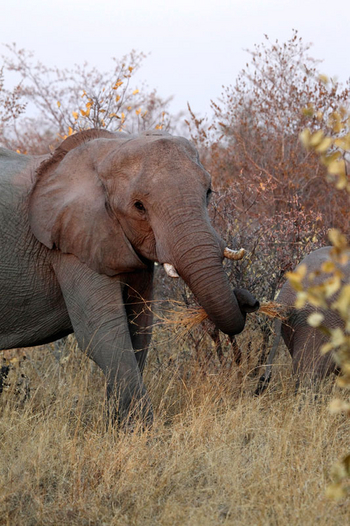 Ghoha Hills Savuti Lodge Ghoha Hills Savuti Lodge: Elefant beim Fressen