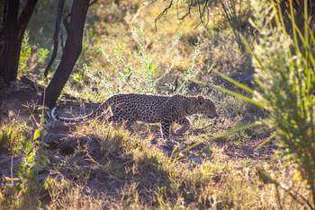 Gomoti Plains Camp: Tiere und Landschaft
