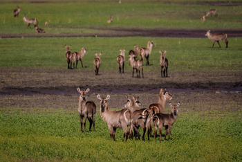 Gorongosa Safaris: Wasserböcke