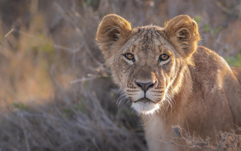 Governors' Mugie: Lion Tracking