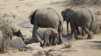Hobatere Lodge: Elefantenkind