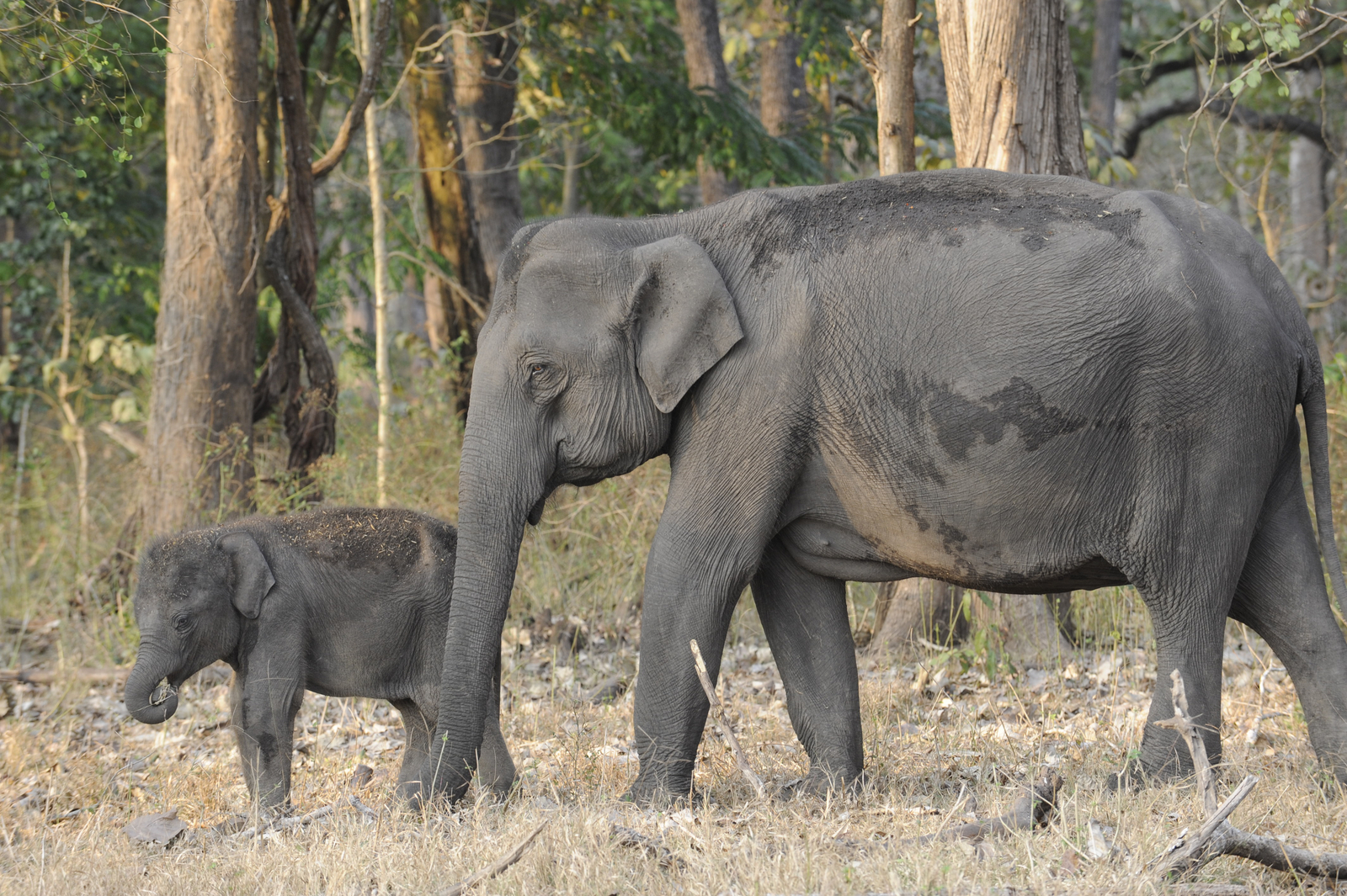 Nagarhole National Park Nagarhole National Park: Indische Elefantenkuh mit Kalb