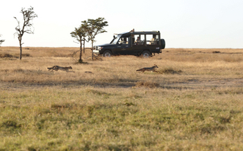 Kicheche Laikipia Camp: Rivalen