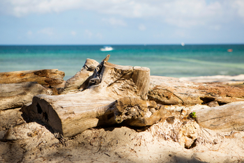 Kinondo Kwetu Kinondo Kwetu: Treibholz