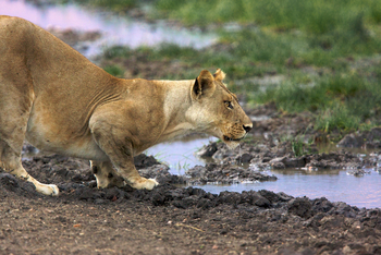 Konkamoya Lodge: Trinkende Löwin