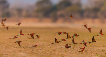 Luambe Camp: Karminspinte