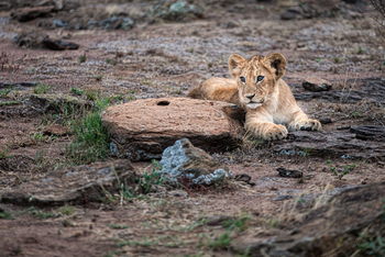 Mara Toto Tree Camp: Junglöwe
