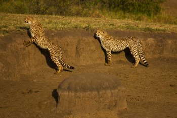 Mara Toto Tree Camp: Neugierige Geparden