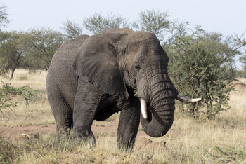 Melia Serengeti Lodge: Elefant