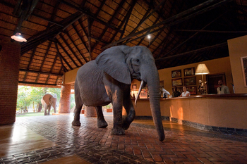 Mfuwe Lodge: Elefanten in der Lobby