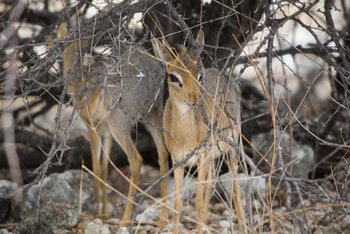 Mushara Game Drive: Dik Dik