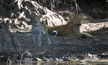 Ntemwa Busanga Bushcamp Ntemwa Busanga Bushcamp: Leopardin mit Jungtier