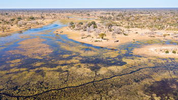 Okavango Explorers Camp Okavango Explorers Camp: Lagunden am Spillway