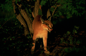 Okonjima Plains Camp: Karakal