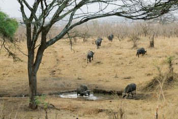 Olkeri Camp: Büffel am Wasserloch