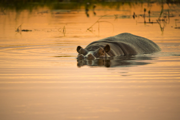 Qorokwe Camp: Nilpferd