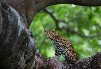 Royal Zambezi Lodge: Leopard