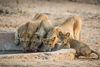 Saruni Samburu: Underground Hide