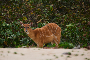 Sette Cama Eco Camp: Sitatunga-Antilope