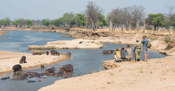 Shenton Safaris: Walking Safari