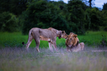 Sungani Lodge Sungani Lodge: Löwenpärchen