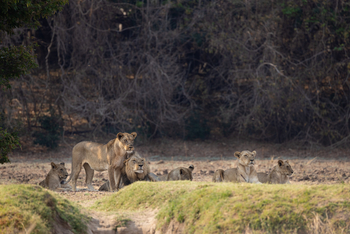 Sungani Lodge Sungani Lodge: Three-Rivers-Rudel
