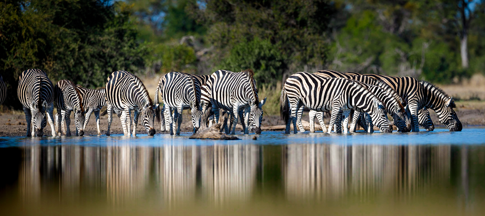 Tanda Tula Safari Camp Tanda Tula Safari Camp: Zebras an der Tränke