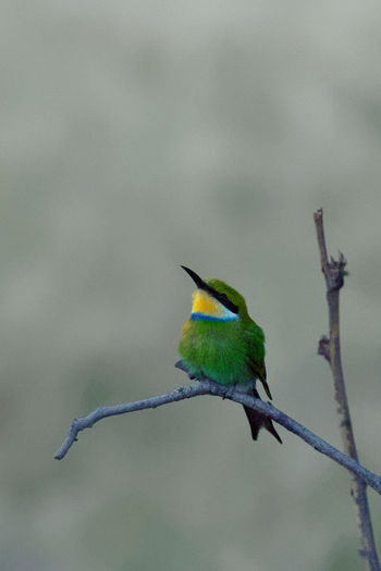 Tuludi Camp: Swallow-tailed Bee-Eater