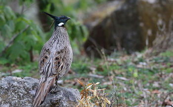 Vanghat: Koklass Pucrasia